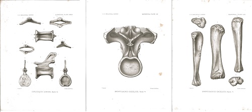 F2 Fig 2